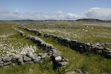 Old stone fences, typical for this area.