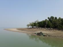 Mangrove Forest