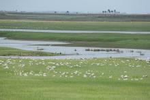 Landscape shot of Haiderpur wetland