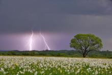 Narcissi Valley