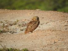 Aruban Burrowing Owl (Athene cunicularia arubensis) in front of its nest at Spaans Lagoen