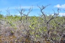 Bosque Enano de Avicennia germinans en Manglar de Santa Elena.