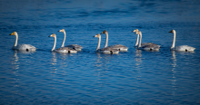 The whooper Swan (Cygnus cygnus)